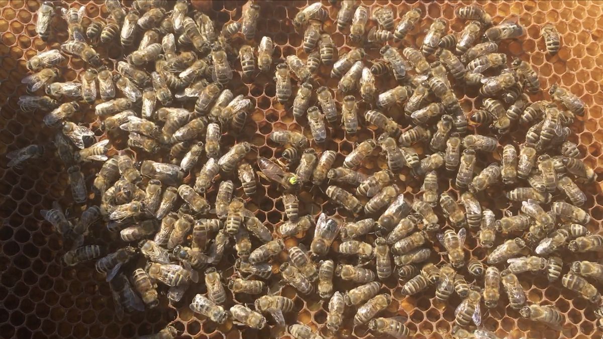 Češi vymysleli „sluneční úl“, parazit z Asie v něm nemá šanci